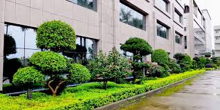 榆树绿化苗木批发市场在哪